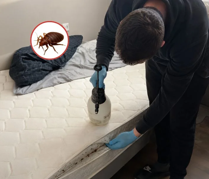 Technicien traitant un matelas contre les punaises de lit à Villabé